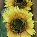 Large Sunflowers Artificial Flowers 8" Full Bloom Long Stem Artificial Sunflower 33" Tall Sun Flowers Giant Silk Sunflowers with Stem Fake Sunflower Floral Arrangement for Home Wedding Decoration