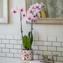 HERDUK Ceramic Orchid Pot, Orchid Pots with Drainage Holes & Saucer 6.5 Inch,Orchid Pot for Repotting Indoor, Orchid Containers with Precise Aeration & Drainage