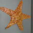 3 Pack Blow up Starfish Floaties