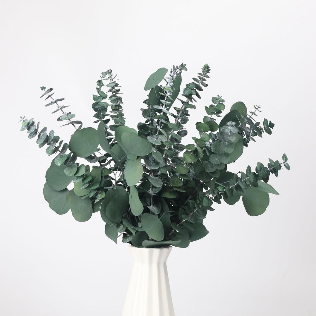 25 Pcs Preserved Dried Eucalyptus Stems & Silver Dollar Leaves Bundle, Natural Real Fresh Eucalyptus, 17" Preserved Eucalyptus Branches for Shower Hanging, Bathroom Decor, Garland, Greenery Plant