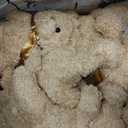HyDren 18 Pcs Bear Stuffed Animals Bulk 12 Inch Soft Plush Bears Doll with Bows Small Stuffed Toy for Girl Boy Baby Shower Christmas Valentine Birthday Decor Gift Party Favors (Light Brown)