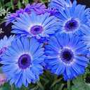 9 x 300+ Mixed Daisy Seeds for Planting-Gerber Daisy Seeds,Gerbera Daisy Seed Non-GMO Heirloom Flower for Garden Outdoor (EXP 01/01/28)