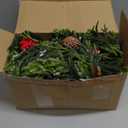 3 Sets Christmas Norfolk Pine Stems with Pinecones Berries 12 Inch Faux Artificial Greenery Plants Norfolk Branches Picks Christmas Table Decor for Vase Xmas Home Garland Decor (Berry)