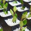 10 x Doter Organic Perlite for Plants, Soil Amendment for Enhanced Drainage and Growth, Ideal for Potting Mixes (1 Quart)
