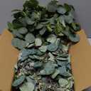 Ouddy Decor Eucalyptus Garland 6.56 Ft Lush Silver Dollar Leaves Boxwood Artificial Faux Greenery Vines for Baby Shower Wedding Party Table Runner Room Home Mantle Decor (1 Pack)