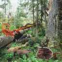 Fantarea 5 PCS Wild Life Jungle Animal Action Figures Model Goanna Chameleon Lizard Scorpion Scolopendra Party Favors Supplies Cake Toppers Set Toys for 5 6 7 8 Years Old Boys Girls Kid Toddlers