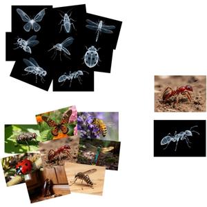 16 Animal X-Ray Set, Educational Science Kit for Kids to Explore Bone Structures for Lightstand Accessories, Light and Shadow Areas (Insect Series)