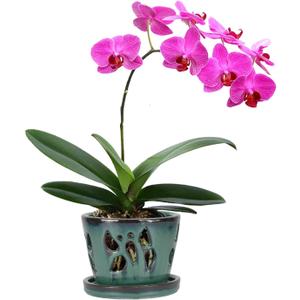 W&W Orchid Pot with Holes and Saucer for Repotting, 5 Inches, Green