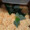 Ling's moment Creamy Yellow Dahlia Foam Artificial Flowers Real Touch Faux Fake Flower for Home Decor Graduation Baby Shower Decorations Outdoors Party Favors Wedding Centerpieces Arrangements 25pcs