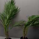 Artificial Palm Plant 3FT Fake Palm Tree with 9 Trunks Perfect 36inch Faux Tropical Palm Plants in Pot for Indoor Outdoor House Home Office Garden Modern Decor Housewarming Gift (2 Pack)