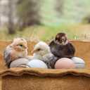 Aoriher 24 Pack Natural Hemp Chicken Nesting Pads Reusable Hens Nest Bedding Mats Chicken Nesting Box Liners for Hen Laying Eggs, Coop Pet Garden Lawn Indoor Outdoor, 11.8 x 11.8 Inches
