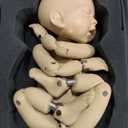 Educational Tools Newborn Photography Props,Photography Silicone Simulation Dolls Models Posing Doll Articulated Ball Jointed Simulation Training Toy