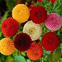 3 x Seeds Dahlia Pompon Mix Annual Beautiful Flower Non GMO