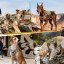 rabbitgoo Tactical Dog Harness for Large Dogs, No Pull Upgraded Reflective Heavy Duty Molle Vest with Handle, Adjustable Military Service Dog Vest for Walking Hiking Training, Brown, XL