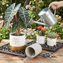 Pinkunn 2 Pcs Bonsai Humidity Tray Rectangular Drip Tray Plastic Plant Water Catcher Plant Saucers for Indoors and Outdoors Cactus,Succulents,Bonsai Tree,Stone Not Included (11 x 8 Inch)