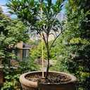 3 x 50PCS Natural Bamboo Stakes for Plants, 12 Inch Garden Stakes with Pointed Tips, Plant Support Stakes for Tomatoes, Flowers, Vines, Seedlings, Outdoor Gardening Supplies (Brown)