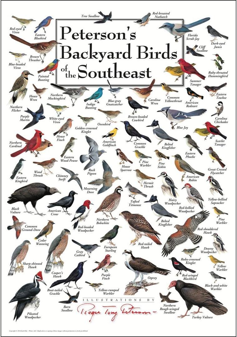 Earth Sky + Water - Petersons Backyard Birds of the Southeast - Poster, 27"L x 19"W