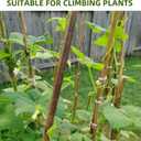 Bamboo Stakes,4Ft,65Pack,Bamboo Garden Stakes,for Tomato,Beans,Vegetable and Flowers, Potted Plants,Indoor and Outdoor Climbing Plants