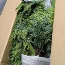 3FT Artificial Topiary Cedar Trees 2 Pack, UV-Resistant Outdoor Faux Pine Shrubs Plants, Realistic Fake Plants Front Porch Decor, Artificial Bushes Cypress for Home Front Door Offices