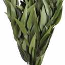 Vickerman 18" Green Weeping Willow Eucalyptus Bundle Long Stem - 5 oz Bundle 2 - Real Preserved Foliage Decor for Home or Everyday Arrangements - Plant Bundle