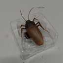 Tipmant RC Cockroach Remote Control Car Vehicle Animal Toys Electronic Realistic Insect Bug Glowing Eyes Cat Pet Kids Gift
