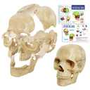 Mini Skull Anatomy Model, 15 Part Detachable Exploded Skull Puzzle Medical Skull Anatomical Model for Anatomy and Physiology Learning Teaching or Display, Colored Study Manual Included