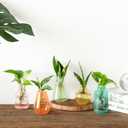 Mkono Propagation Vases for Plants, Set of 5 Small Glass Jar Planters for Hydroponic Cutting Flowers, Plant Station Bud Vases for Centerpieces Home Office Decor Gift, Colorful (Plants not Included)