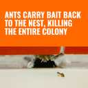 TERRO Ant Killer Bait Stations T300B - Liquid Bait to Eliminate Ants - Bait System - 12 Count Stations for Effective Indoor Ant Control