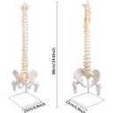 NLShan Flexible Spine Model, 34.6'' Life Size Human Spinal Cord Anatomical Model with Stand, for Science Study or Patient Education, 34.6"L x 6.9"W