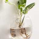 Mkono Wall Hanging Glass Terrariums Planter Oblate Flower Vase for Hydroponics Plants, Bathroom, Home Office Living Room Decor, Set of 2Plants not Included
