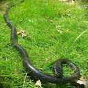 47 Inches Rubber Lifelike Snakes Scary Gag Gift Incredible Creatures Chain Snakes Rain Forest Snake Toys
