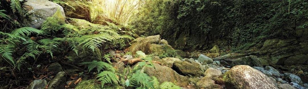 Galpagos (05400) Terrarium Background Clings, 11.125" x 36", Woodland