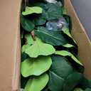 Artificial Fiddle Leaf Fig Tree 7FT, Faux Fig Tree Indoor with Natural Wood Trunk & Realistic Leaves with Moss Pot Fake Ficus Tree Large Faux Floor Plant for Living Room Home Decor, House Plant