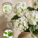 Hydrangea Artificial Flowers - 6 Pcs 26" Long Stem Faux Blooms for Spring & Summer Home Decor, 18 Full Realistic Heads, Kitchen, Dining, Party, Office, Living Room Accent