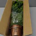 2FT Norfolk Pine Tree with Pot - Tabletop Christmas Tree with Real Touch PE Branch Tips for Front Porch Kitchens Home Indoor Outdoor Xmas Decor (1 PC)