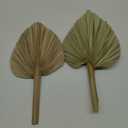 Dried Palm Leaves 2 Pcs Naturally Dried Palm Spears Bouquet for Boho Wedding, Tropical Home Decor, Table Arrangements – Eco-Friendly Handcrafted Palm Fans