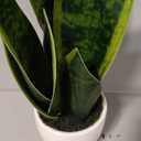 Nearly Natural 16-in Artificial Snake Plant Sansevieria, Faux Snake Plant for Indoor Home Decor in White Decorative Planter, Fake Plant for Desktop or Table Top