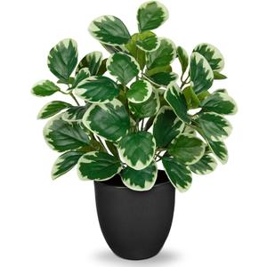 14.5" Artificial Plants Indoor Home Decor, Fake Potted Silk Plants for Shelves Living Room Decorative, Small Artificial Office Desk Plant in Pots, Faux Peperomia Hope Tropical House Plant (#Funny White Margin)