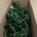 Real Touch Christmas Norfolk Pine Garland - 16ft Artificial Christmas Garland Fake Pine Needles Faux Green Garland for Fireplace, Table, Window, Stairs, Mante, Holiday Indoor Outdoor Xmas Decor(1PCS)