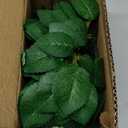 100 Pcs Artificial Flowers Green Leaf Bulk Faux Greenery Silk Fake Rose Leaves Bouquet Garland Wreath Floral Arrangement Supplie DIY Craft (6 Large-Leaf Green)