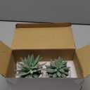 Der Rose Set of 2 Succulents Plants Artificial Fake Cactus Plants for Living Room Bathroom Bedroom Aesthetic Home Shelf Decor, White