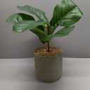 HD Designs Fiddle Greenery Artificial Plant, 16 in