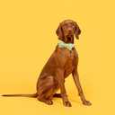 Elegant little tail Dog Collar- Cute Duck Dog Collar with Bow for Large Dogs, Female or Male Adjustable Cotton Summer Pet Bow Holiday Puppy Collar for Small Medium Large Dogs (Large (Pack of 1))