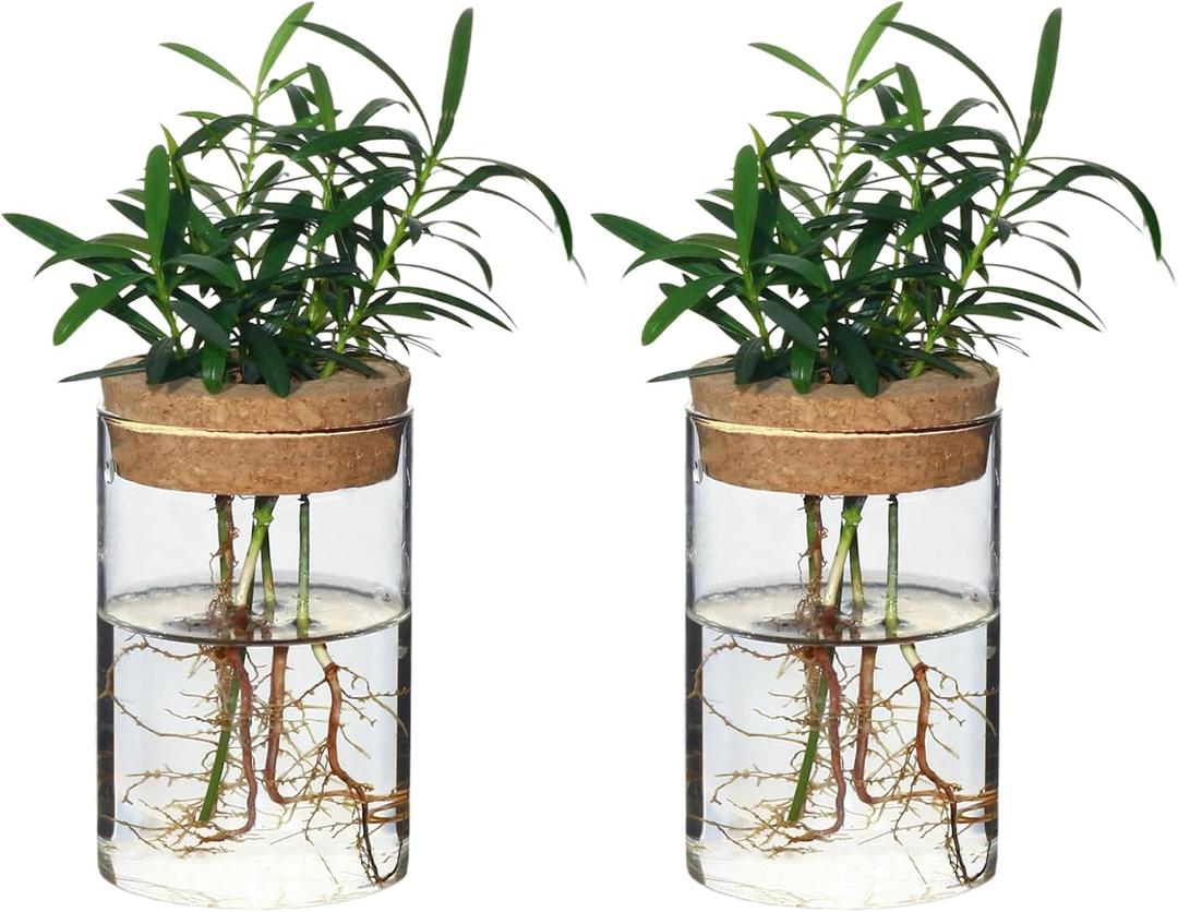 Separated Desktop Glass Flower Vases - Ideal Plants Propagation Stations for Living Room, Bedroom Decoration,Home Decor (2)