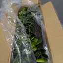 HUZIYAHAN 20In Large Boxwoods Door Wreaths for Front Door Spring Summer Outside All Season Green Year Round Artificial Greenery Wreath for Wall Window Rustic Farmhouse Home Outdoor Indoor Decorations