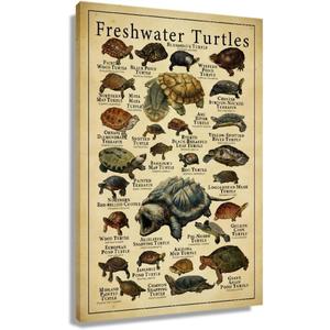 Starotore Modern Wall Art Freshwater Turtles Frameless Poster Educational Prints on Canvas Rectangle Wall Decor Contemporary Pictures for Turtle Learning Lovers Decorative Unframed 16x24inch/ 40x60cm Starotore Modern Wall Art Freshwater Turtles Frameless Poster Educational Prints on Canvas Rectangle Wall Decor Contemporary Pictures for Turtle Learning Lovers Decorative Unframed 16x24inch/ 40x60cm