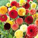 3 x Seeds Dahlia Pompon Mix Annual Beautiful Flower Non GMO