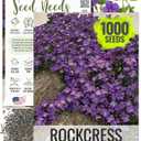 Seed Needs Purple Rockcress Seeds for Planting - Heirloom & Open Pollinated Perennial Flower Great for Rock Gardens, Groundcover, Attracts Pollinators ( Pack)