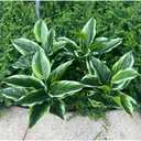 4 Bushes Perennial Hosta Artificial Variegated Green Leave Plant 15.7" Faux Dieffenbachia Tropical Plant Outdoor Shrubs Indoor Yard Decor
