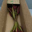 Nearly Natural 30in. Sorghum Harvest Artificial Flower (Set of 12) (Red)